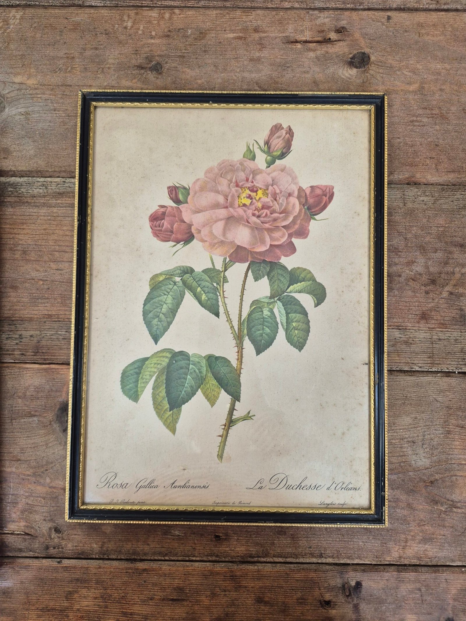 Imprimerie Rémond Botanical Prints – Pair - Image 3