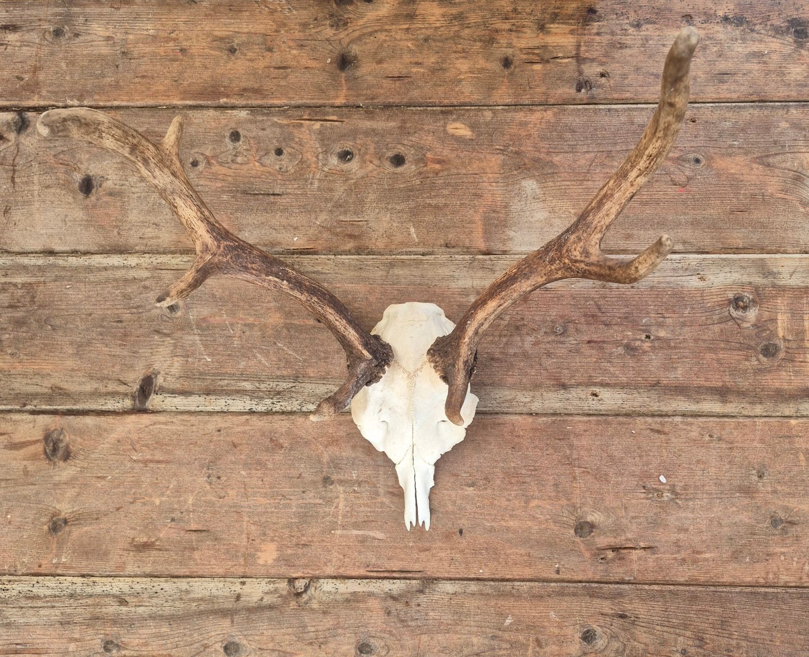 Deer Skull with Antlers - Image 2