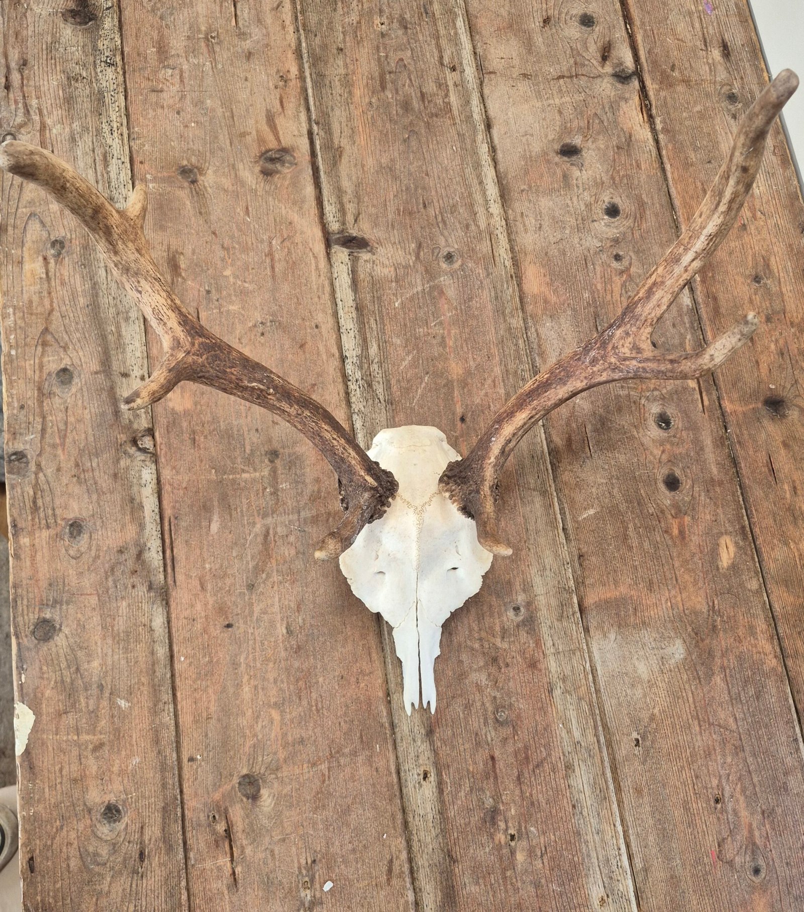 Deer Skull with Antlers - Image 4