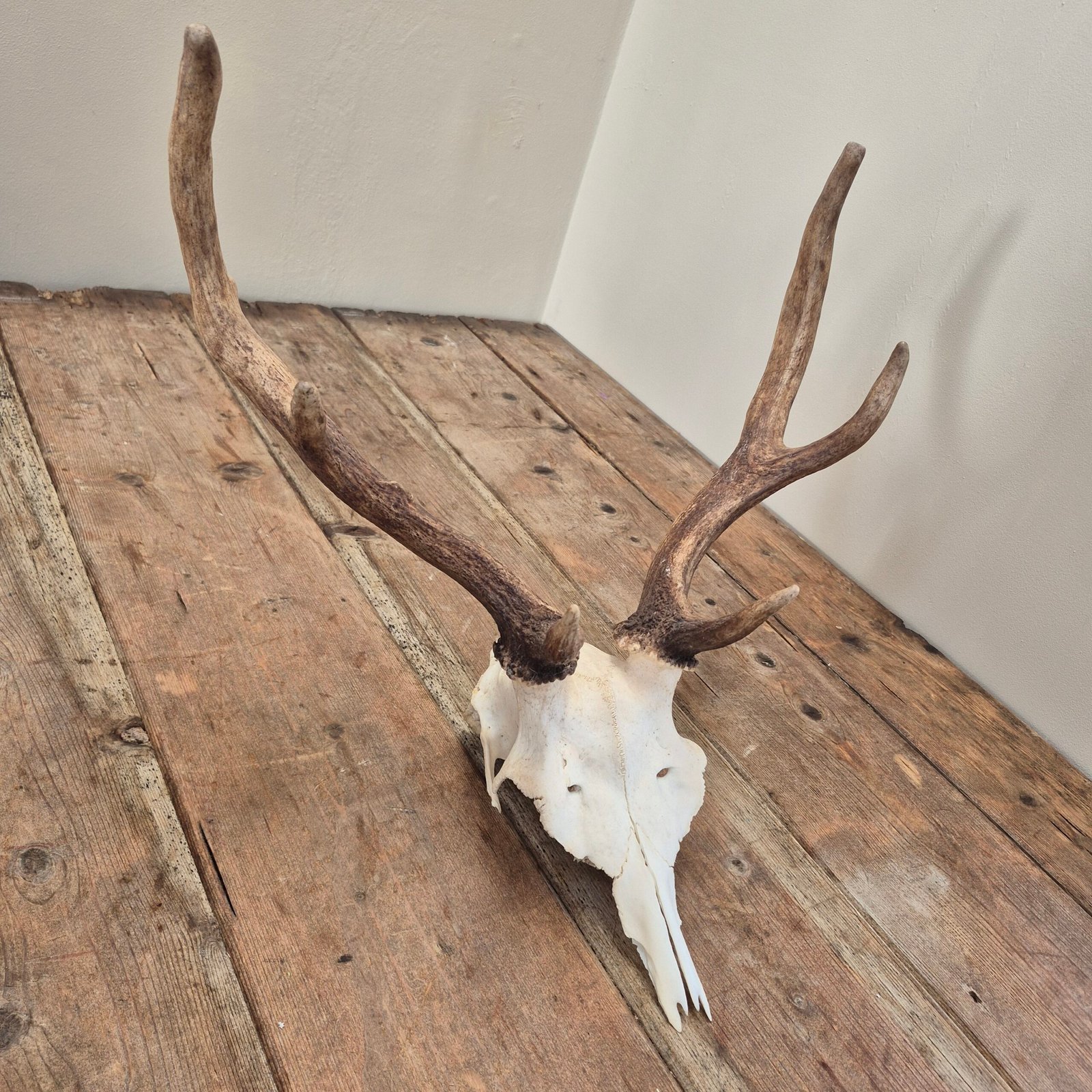 Deer Skull with Antlers
