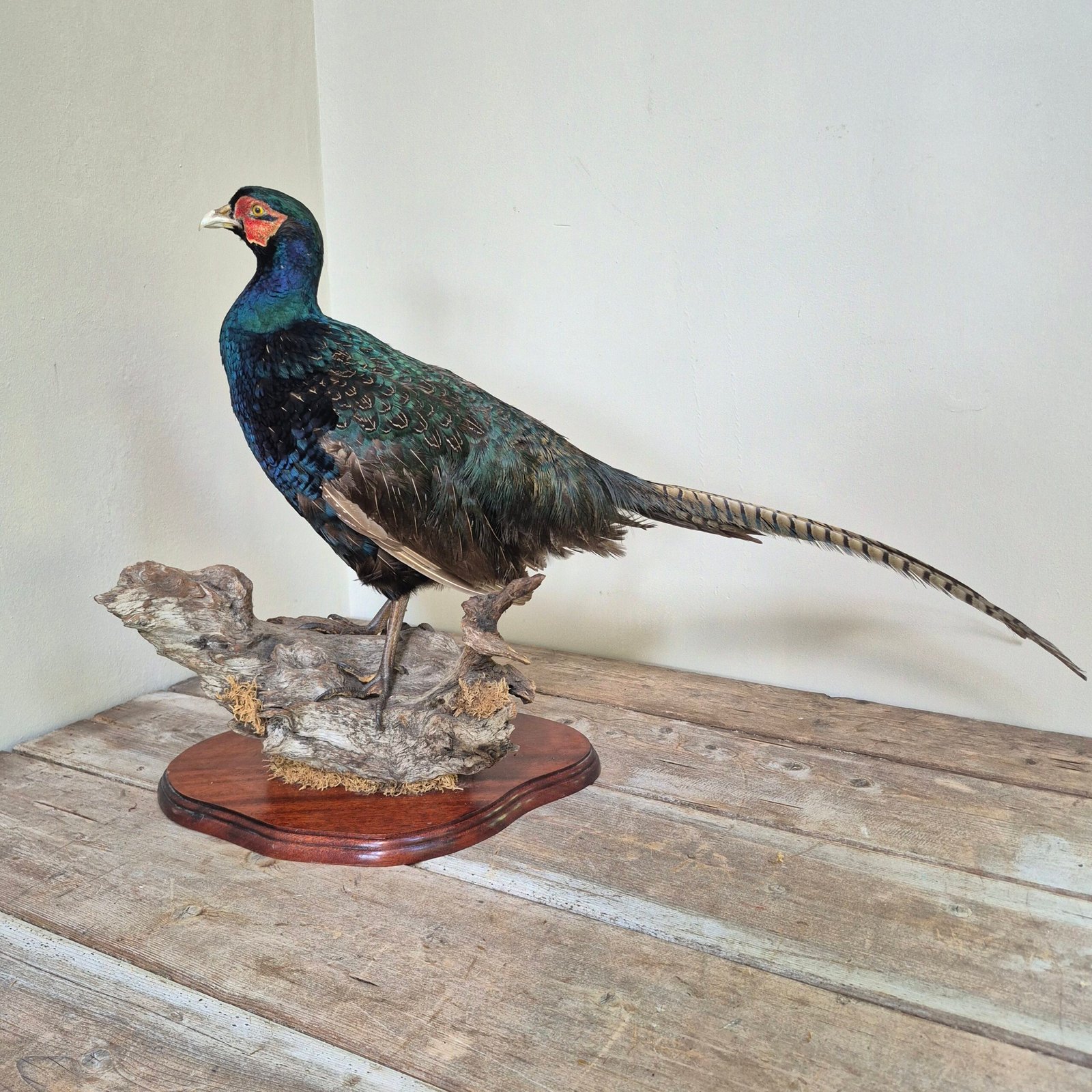 Mounted Green Pheasant Taxidermy Study - Image 3