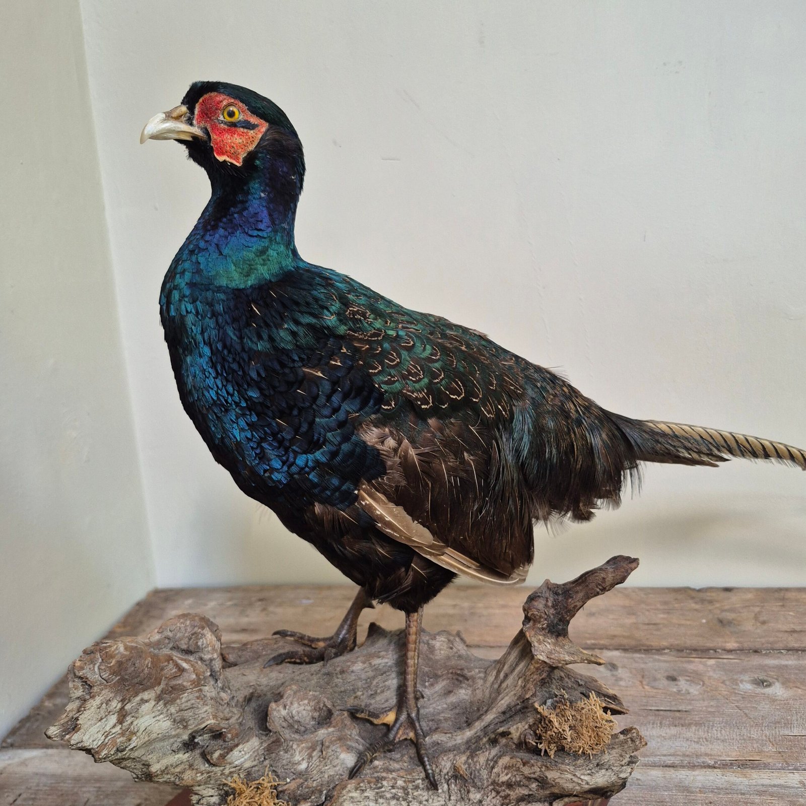 Mounted Green Pheasant Taxidermy Study