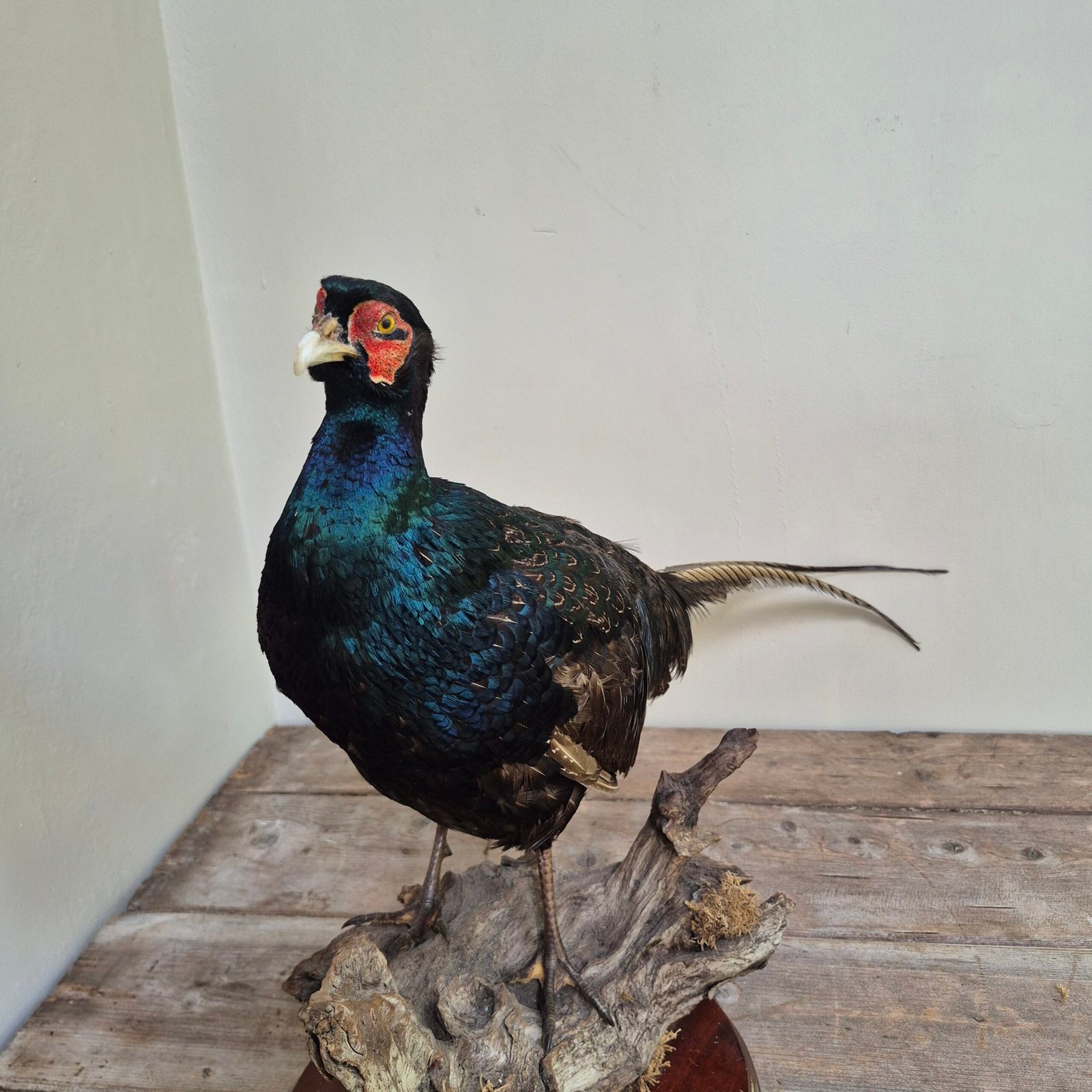 Mounted Green Pheasant Taxidermy Study - Image 5