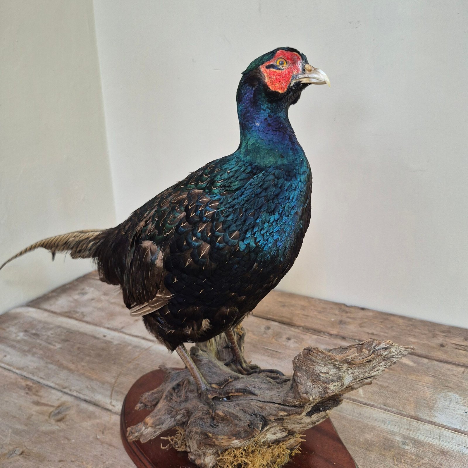 Mounted Green Pheasant Taxidermy Study - Image 2
