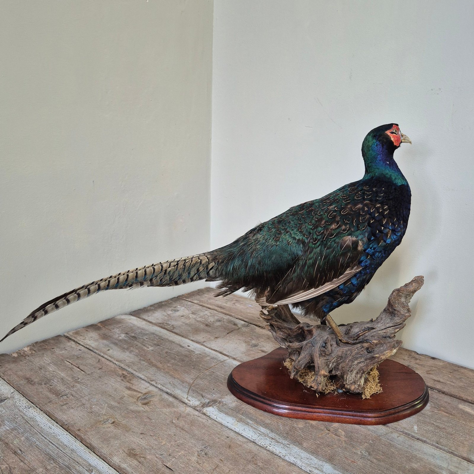 Mounted Green Pheasant Taxidermy Study - Image 6