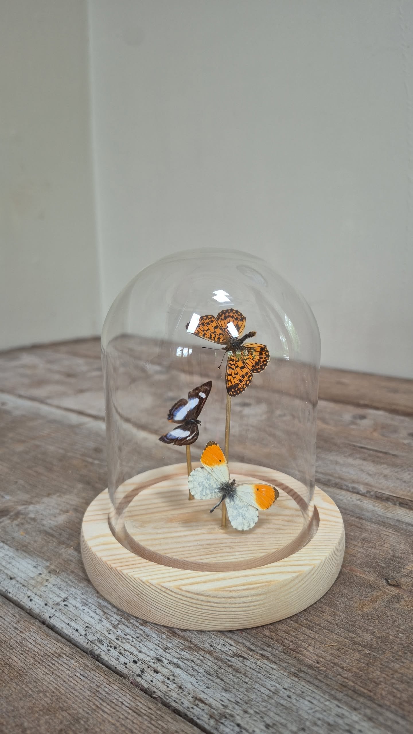 Butterfly Specimen Dome - Image 3