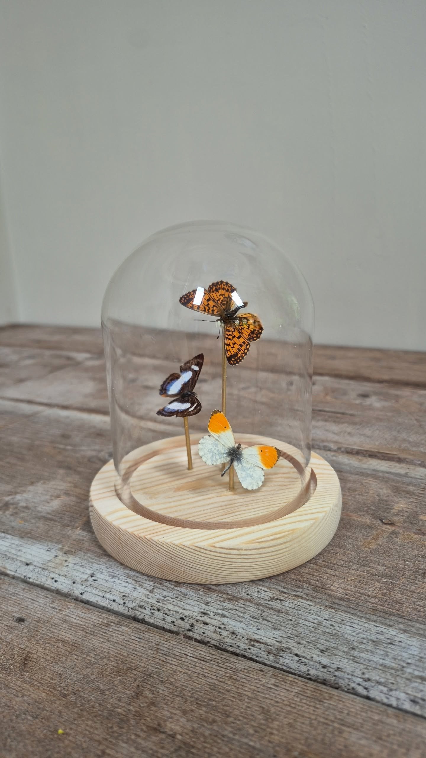 Butterfly Specimen Dome