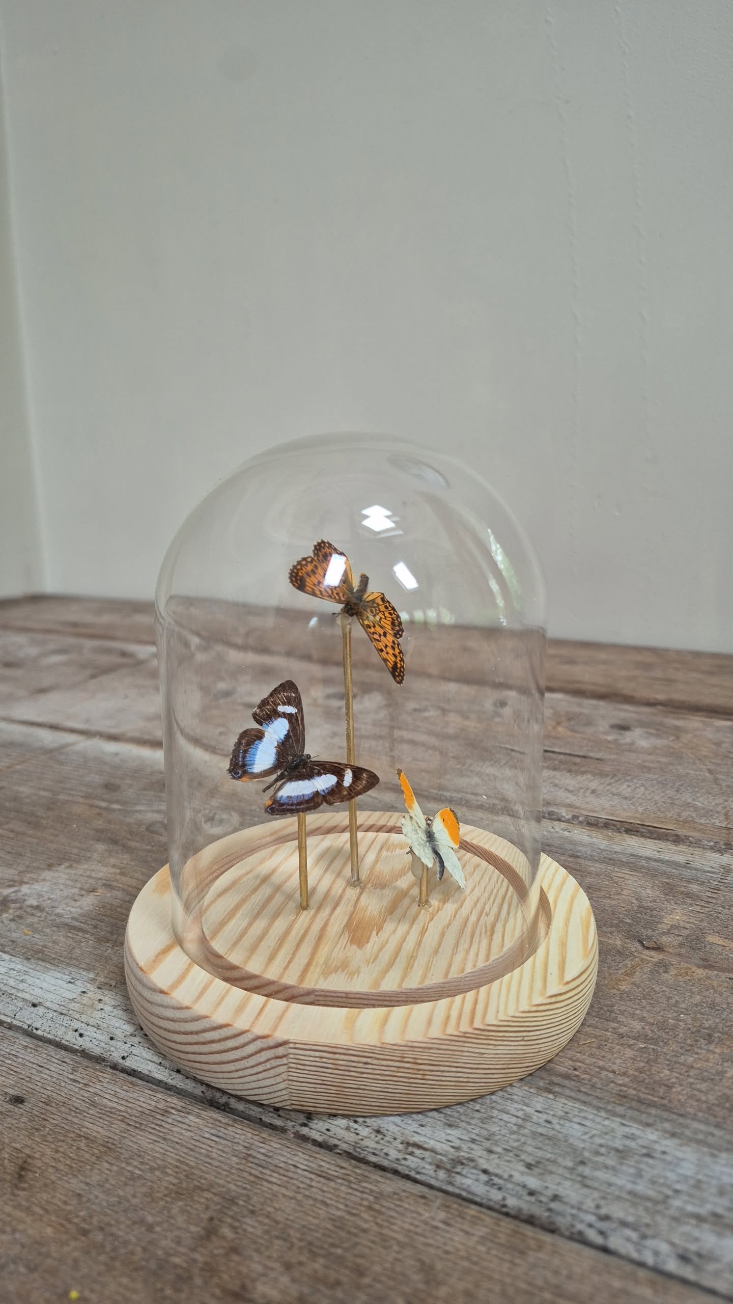 Butterfly Specimen Dome - Image 2