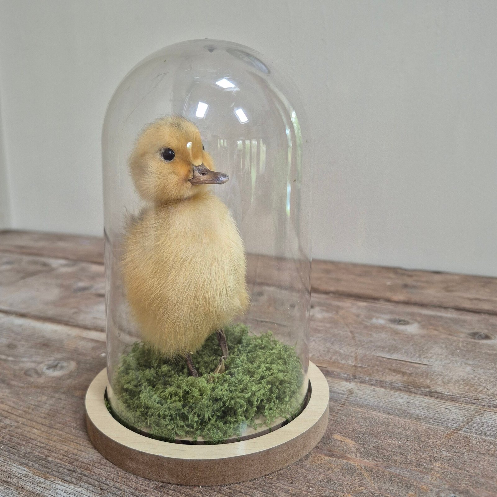 Preserved Duckling Under Acrylic Cloche - Image 2