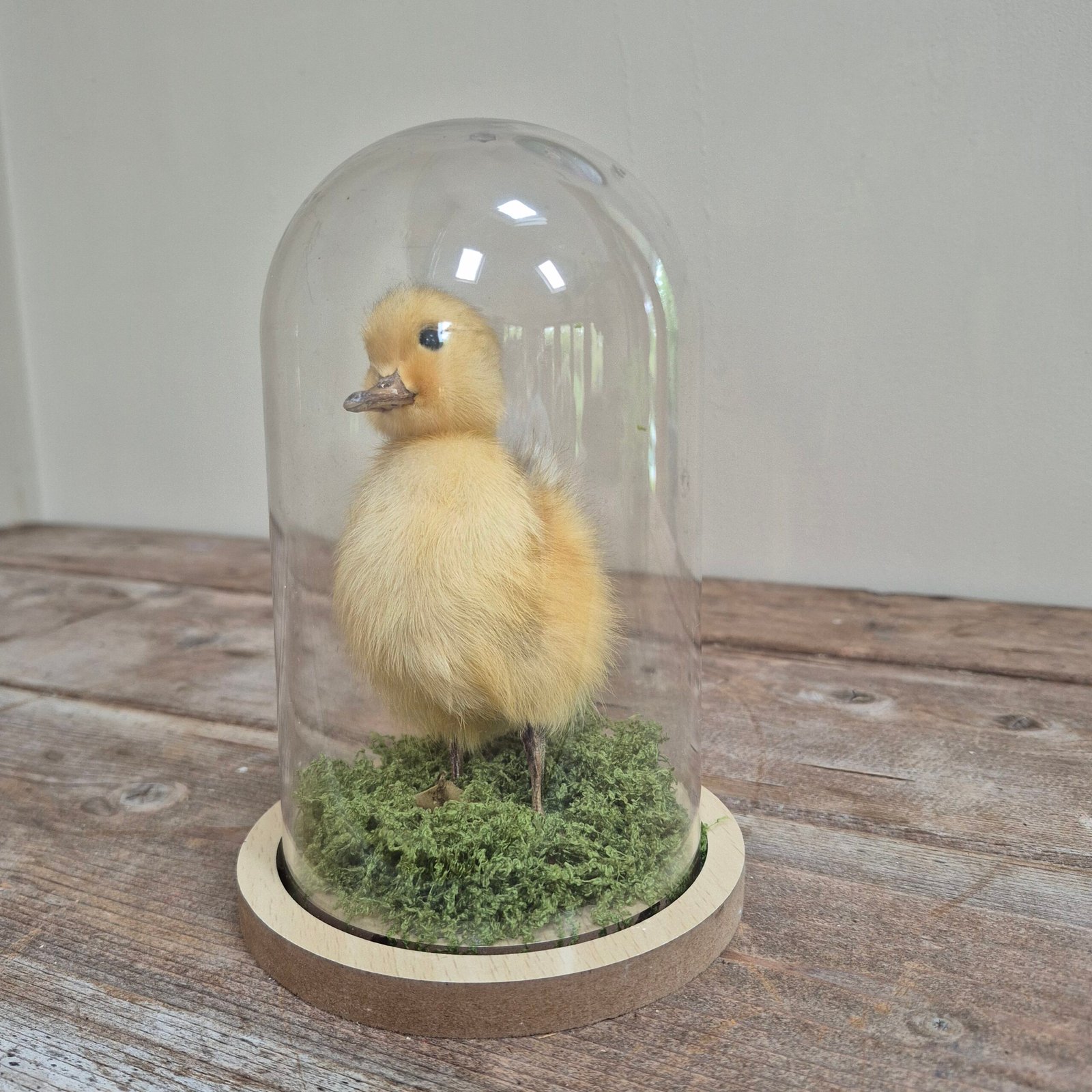Preserved Duckling Under Acrylic Cloche - Image 5