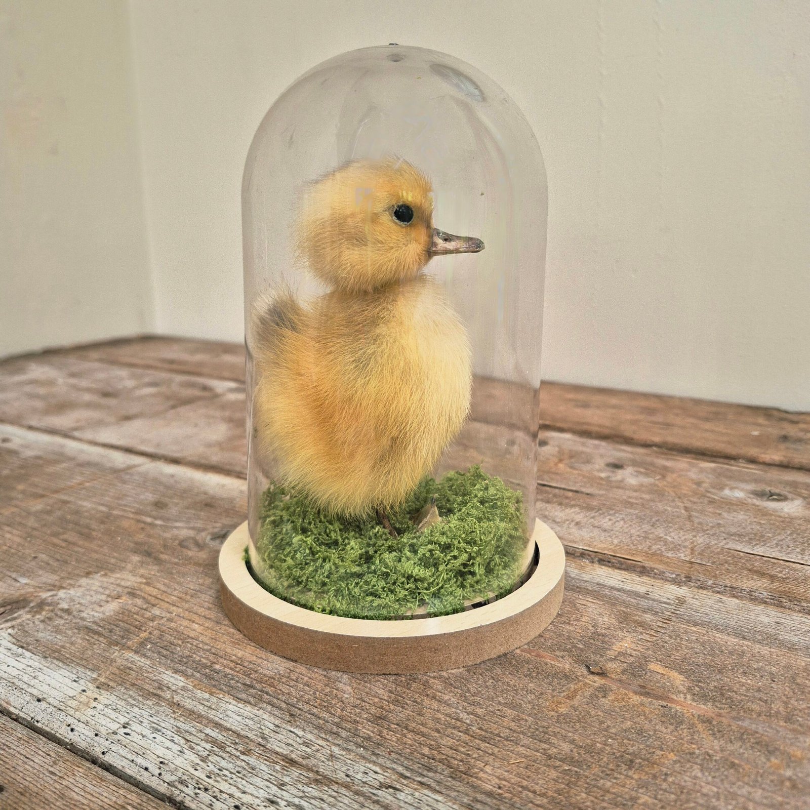 Preserved Duckling Under Acrylic Cloche