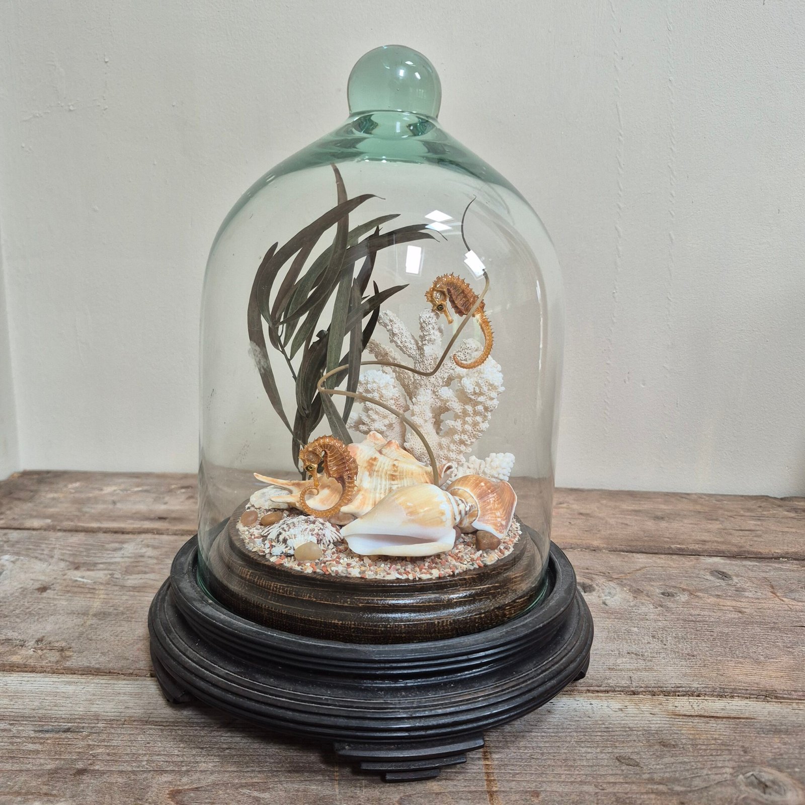 Natural History Seahorse Diorama Under Glass Dome