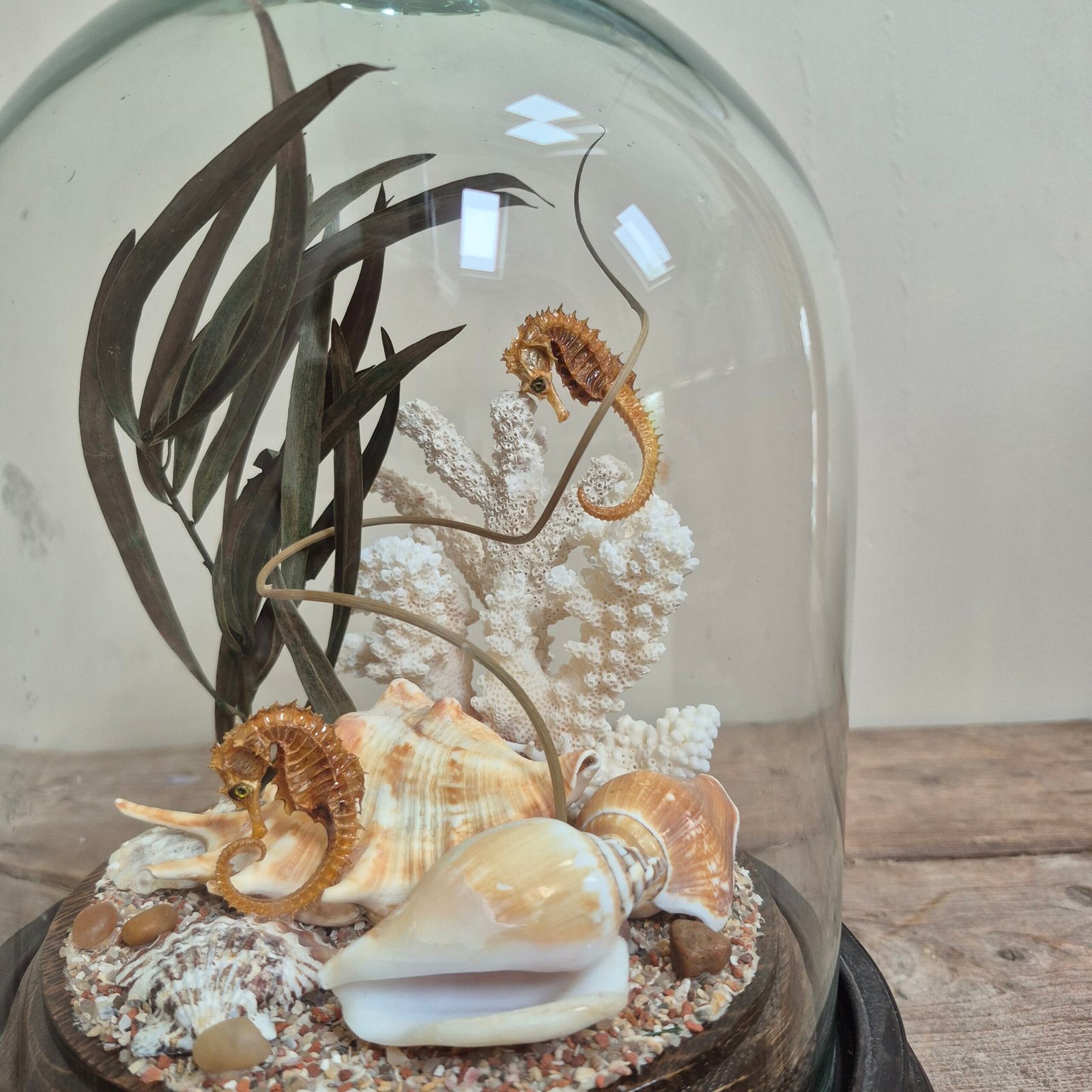 Natural History Seahorse Diorama Under Glass Dome - Image 2