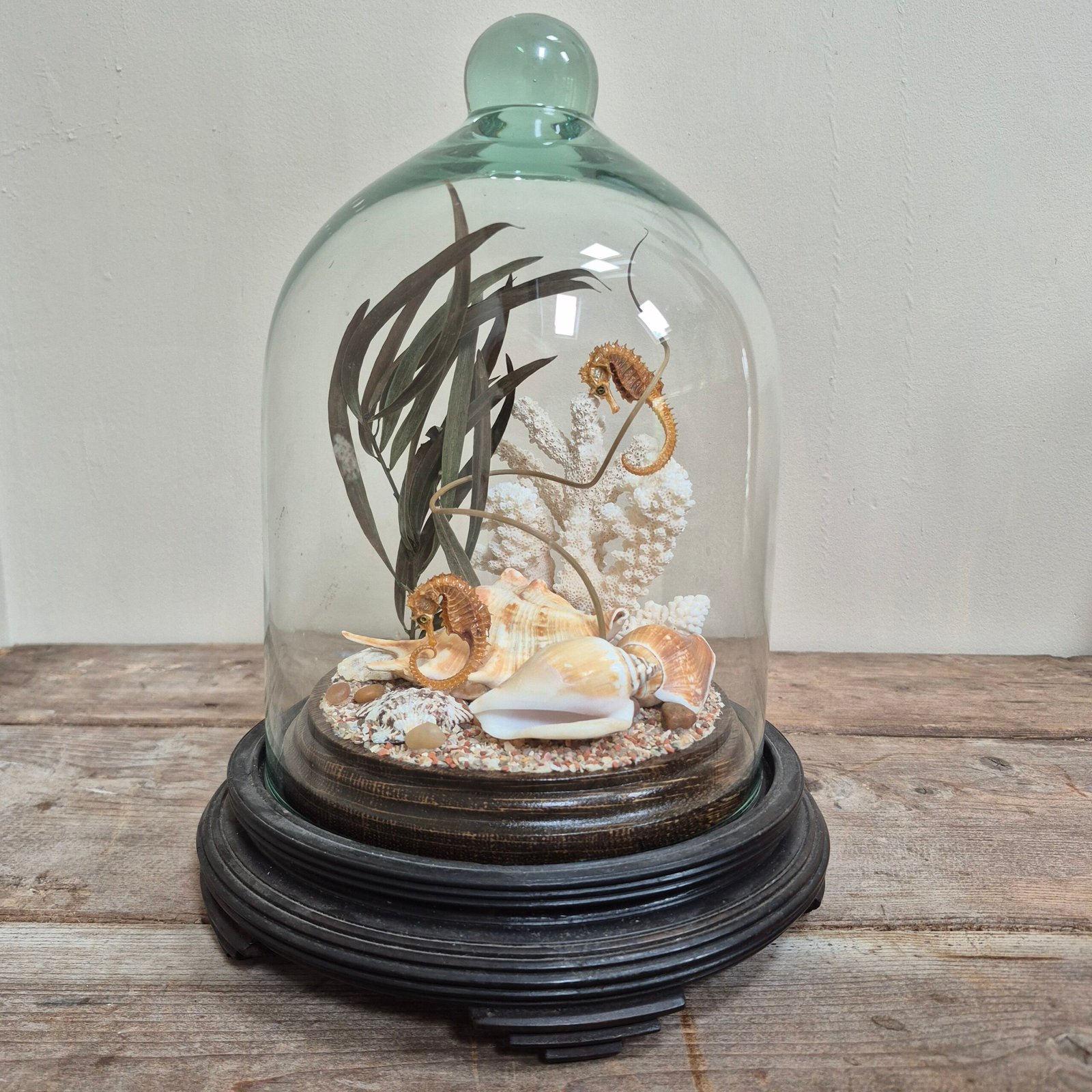 Natural History Seahorse Diorama Under Glass Dome - Image 3