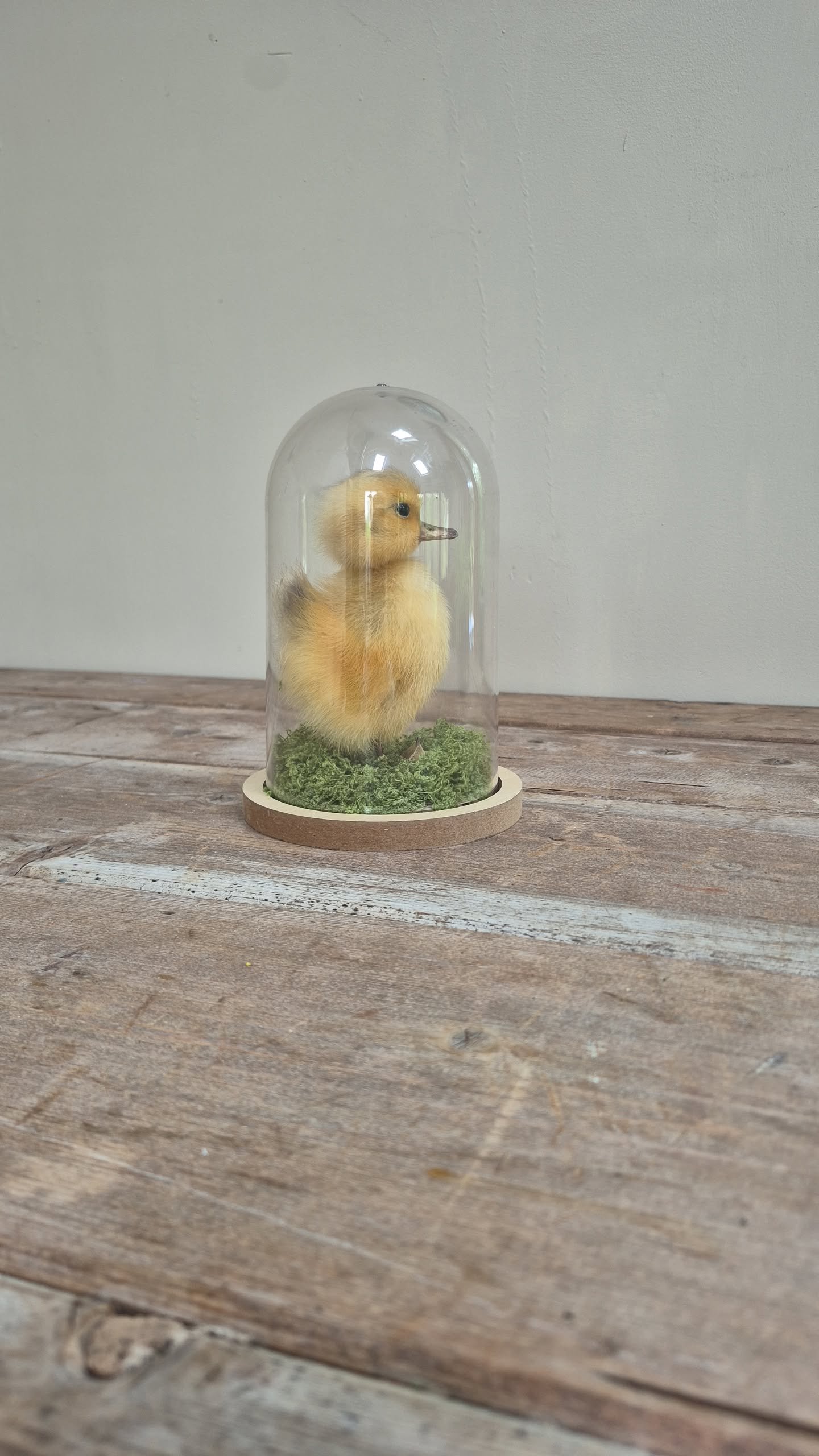Preserved Duckling Under Acrylic Cloche - Image 4