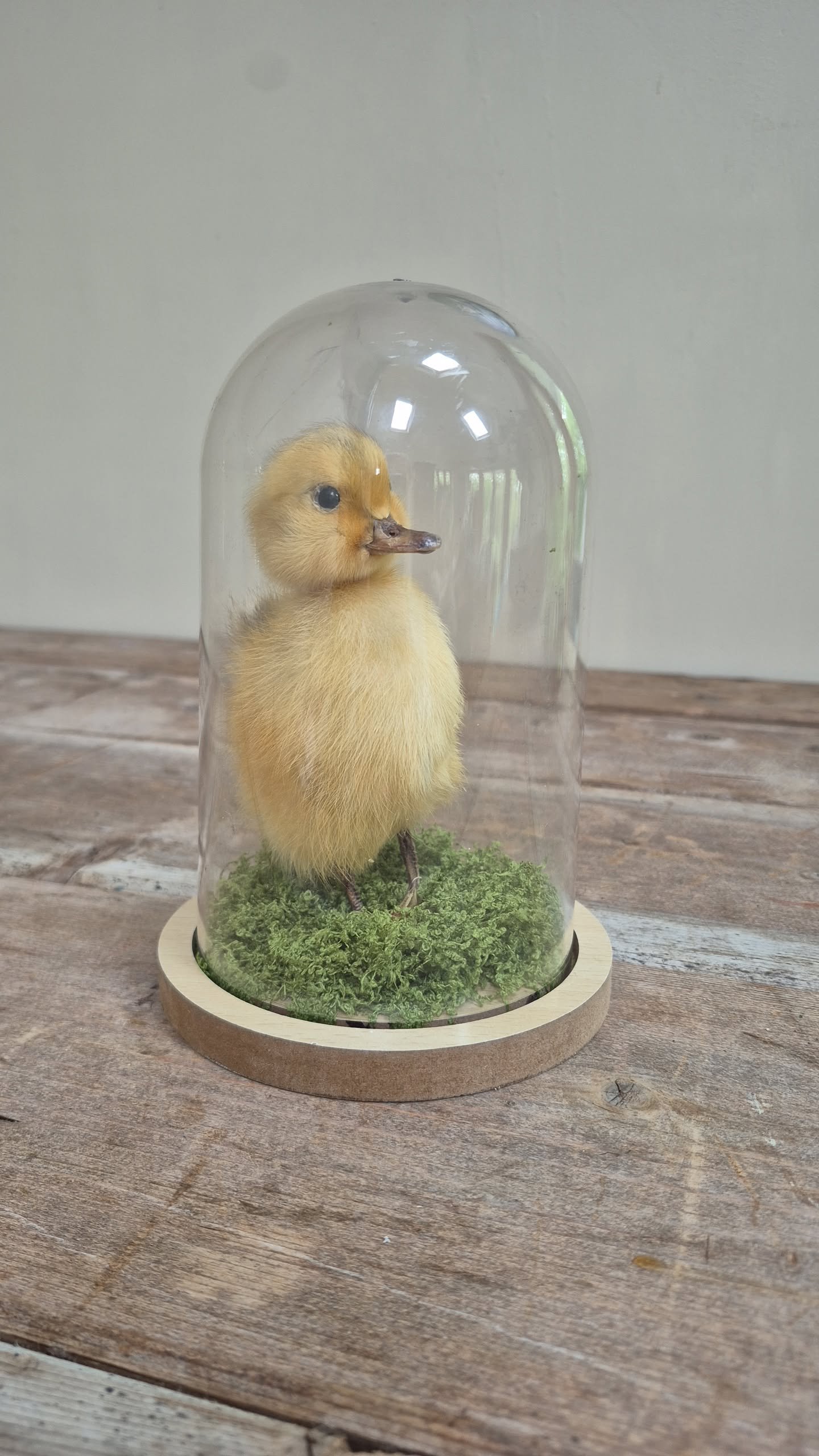 Preserved Duckling Under Acrylic Cloche - Image 3